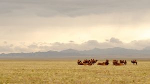 vakantiebestemming mongolië